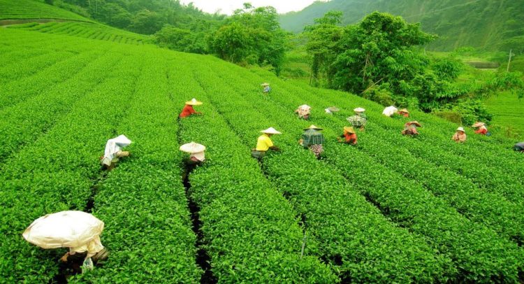 West Bengal To Promote Tea Tourism And Some Interesting facts About It
