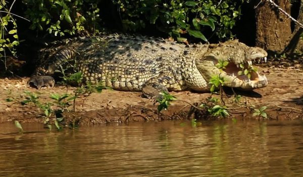 Sweta is Bhitarkanika National Park's newest albino crocodile- The