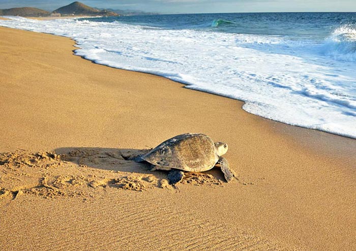 Odisha’s Gahirmatha Shoreline Teems With Olive Ridley Turtles For ...